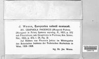 Graphiola phoenicis image